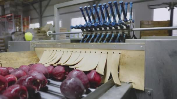 Red Apples Automatic Line Factory — Stockvideo