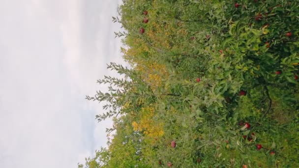 Red Apples Tree Garden — Stock Video