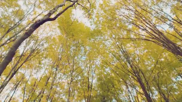Treetop Disparado Abajo Hacia Arriba Bosque Otoño — Vídeos de Stock
