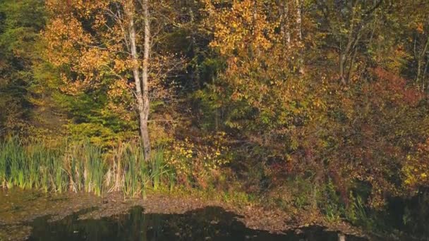 Озеро Осеннем Лесу Вид Сверху — стоковое видео