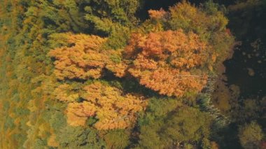 lake in the autumn forest view from above