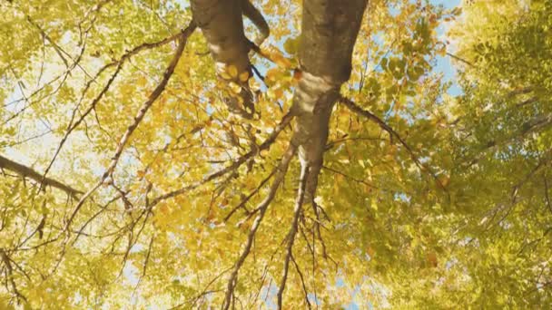 Верхушка Дерева Осеннем Лесу — стоковое видео