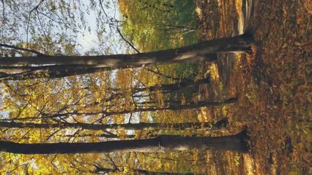 Autumn Forest Lit Rays Sun Slight Wind Blows — Vídeo de stock
