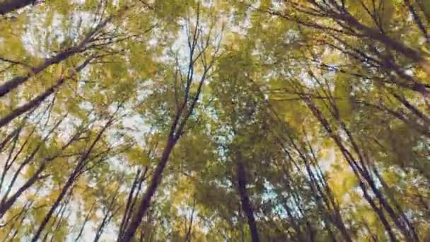秋の森の中で一番下から一番上まで木の上 — ストック動画