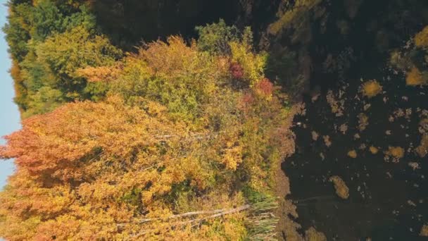 Озеро Осеннем Лесу Вид Сверху — стоковое видео
