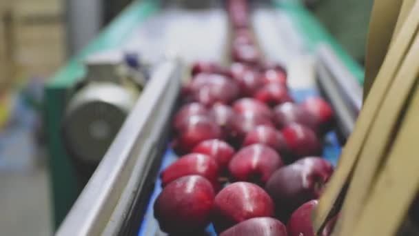 Червоні Яблука Автоматичній Лінії Заводі — стокове відео