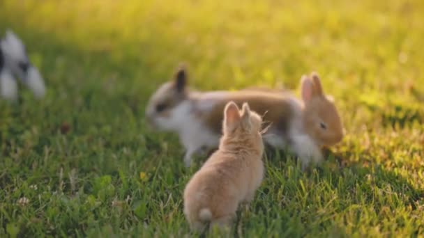 Маленькие Кролики Бегут Зеленой Лужайке — стоковое видео
