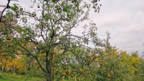 Birnen Auf Einem Baum Garten Gegen Den Himmel — Stockvideo