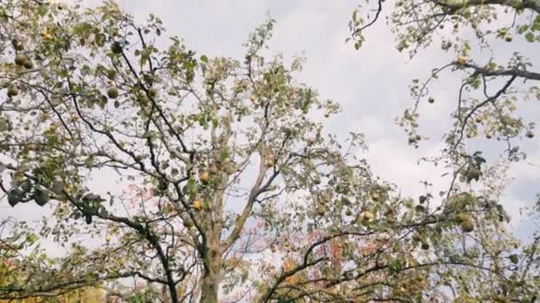 Груші Дереві Саду Фоні Неба — стокове відео