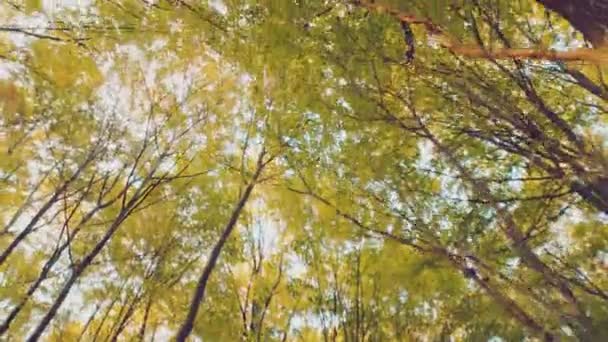 Верхушка Дерева Осеннем Лесу — стоковое видео