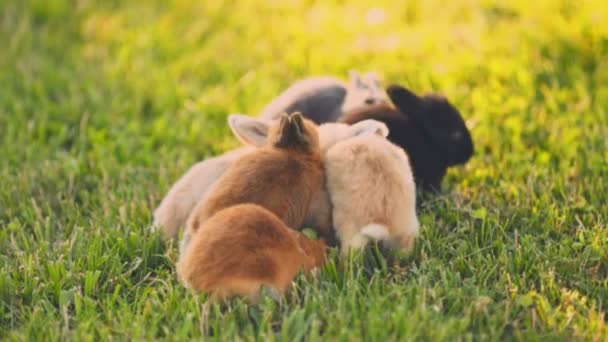 Little Rabbits Run Green Lawn — Vídeo de Stock