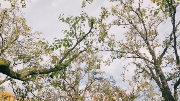 Bahçedeki Bir Ağaçta Gökyüzüne Karşı Armutlar — Stok video