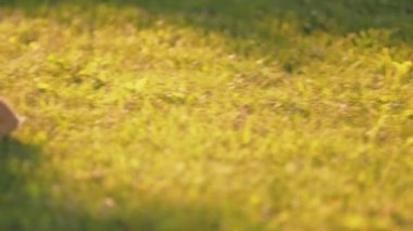 Küçük tavşanlar yeşil çimlerde koşar