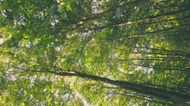 young green forest in the summer, shot vertically