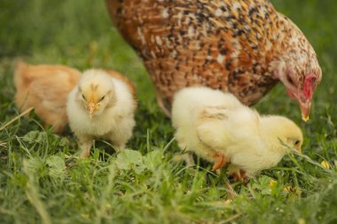 chickens with their mother walk on the grass, close-up