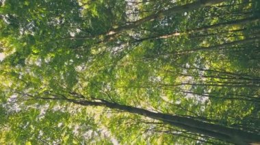 young green forest in the summer, shot vertically