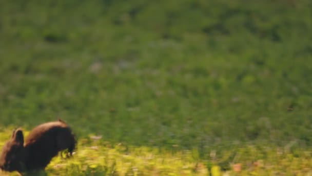 Piccoli Conigli Corrono Sul Prato Verde — Video Stock