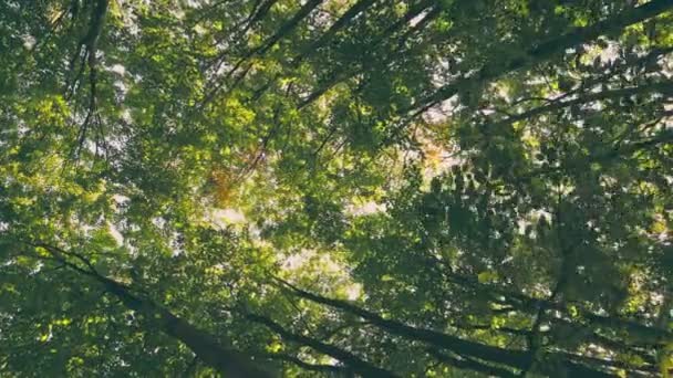 Joven Bosque Verde Verano Disparado Verticalmente — Vídeo de stock