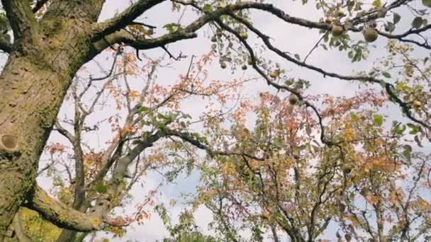空に向かって庭の木の梨 — ストック動画