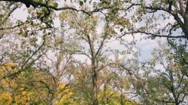 Bahçedeki bir ağaçta gökyüzüne karşı armutlar