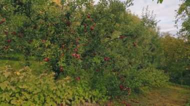 apple tree in the vegetable garden in summer