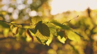 yellowed leaves close-up in the autumn forest