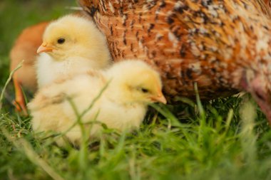 chickens with their mother walk on the grass, close-up
