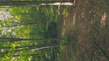 young green forest in the summer, shot vertically