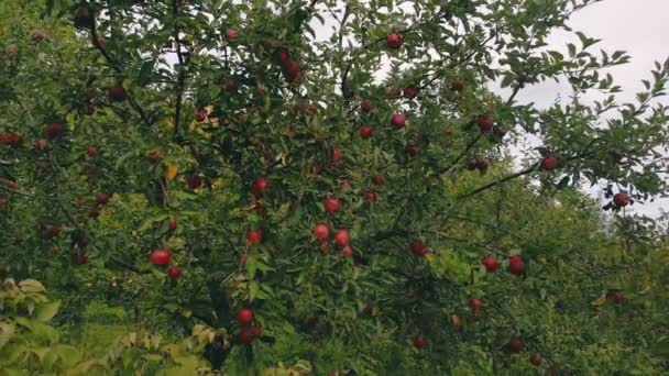 Apple Tree Vegetable Garden Summer — Wideo stockowe