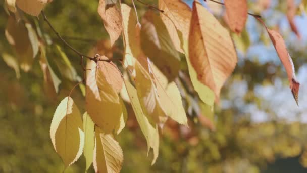 Yellowed Leaves Close Autumn Forest — Stockvideo