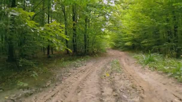 森の中の粘土の道 — ストック動画