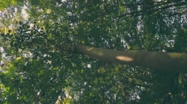 young green forest in the summer, shot vertically