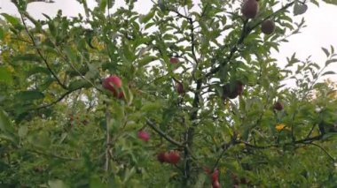 apple tree in the vegetable garden in summer