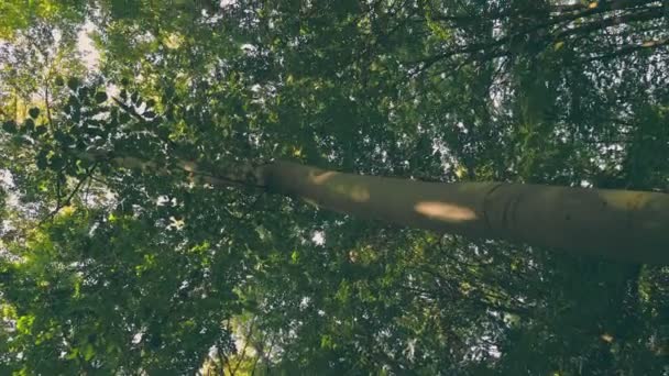 Joven Bosque Verde Verano Disparado Verticalmente — Vídeo de stock