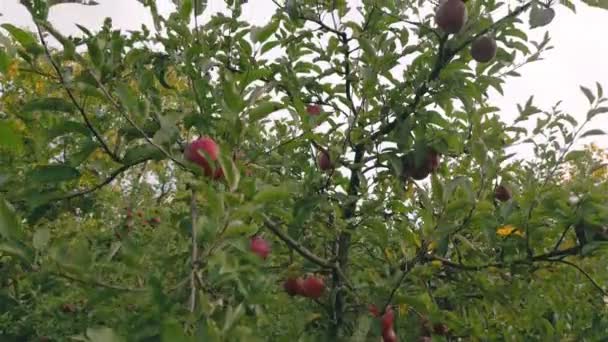 Яблоня Огороде Летом — стоковое видео