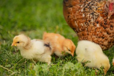 chickens with their mother walk on the grass, close-up