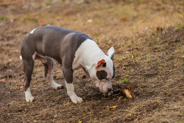 Pit Bull Cachorro Está Jugando Patio Recreo Cerca —  Fotos de Stock