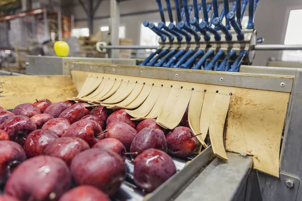 Almák Automatikus Sorban Kiválasztáshoz Válogatáshoz Stock Fotó