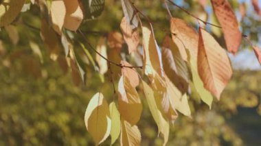 yellowed leaves close-up in the autumn forest