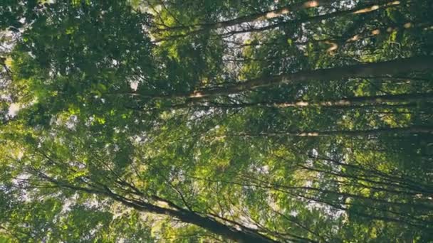 Jovem Floresta Verde Verão Tiro Verticalmente — Vídeo de Stock