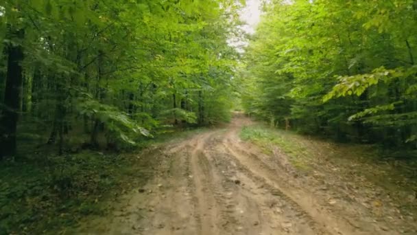 Clay Road Forest Close — Stockvideo