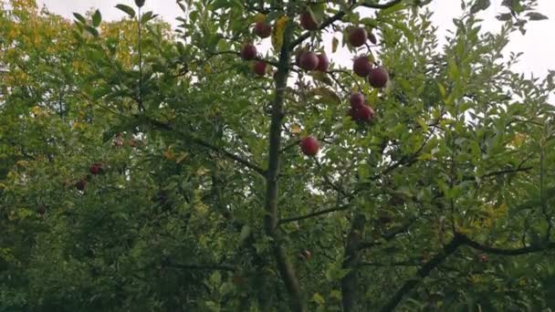 Apple Tree Vegetable Garden Summer — Vídeo de stock