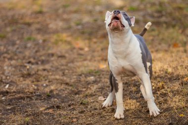 pit bull puppy is playing on the playground close-up