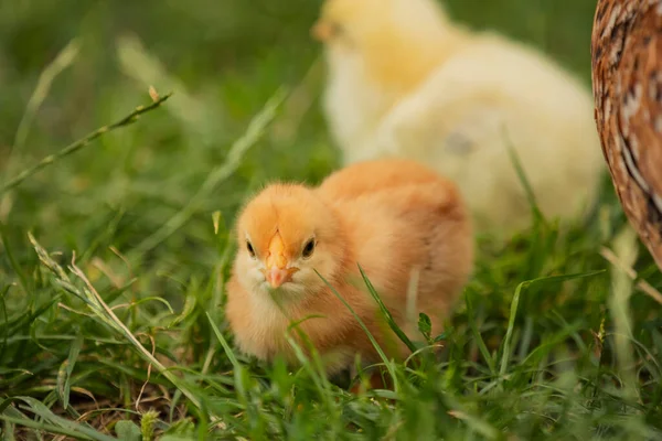 Yellow Little Chickens Walk Grass Close — 图库照片