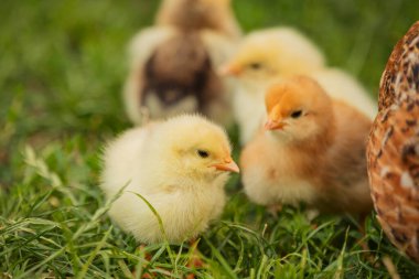 yellow little chickens walk on the grass, close-up