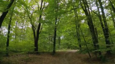 Ormandaki kil yol kapalı.