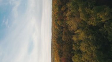 yellowed trees shot vertically from a birds eye view