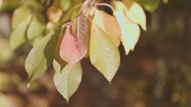 Желтые Листья Крупным Планом Осеннем Лесу — стоковое видео