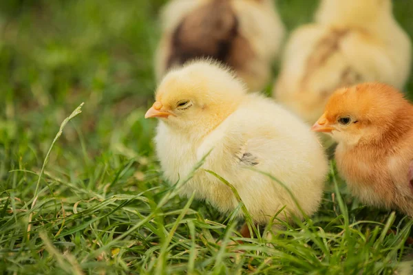 Yellow Little Chickens Walk Grass Close — Stok fotoğraf