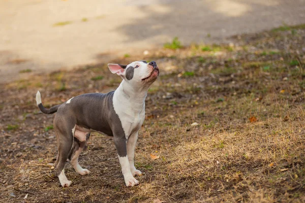 Pit Bull Cachorro Está Jugando Patio Recreo Cerca —  Fotos de Stock